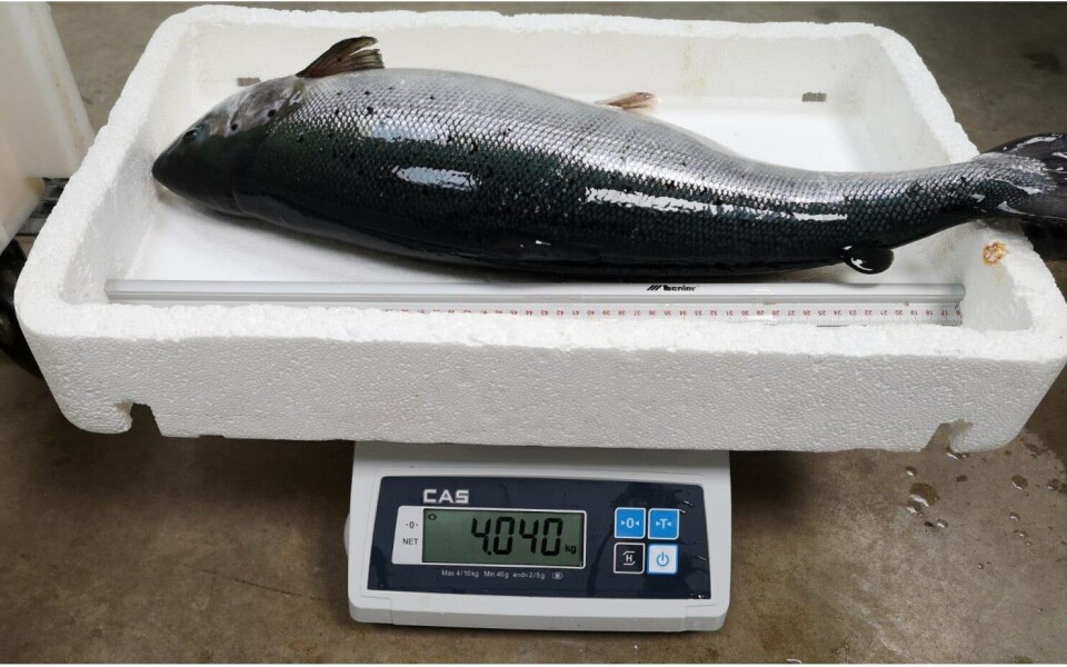 Fisk på 4 kg som aldri har sett havet. Foto: AquaMaof Fisk på 4 kg som aldri har sett havet. Foto: AquaMaof