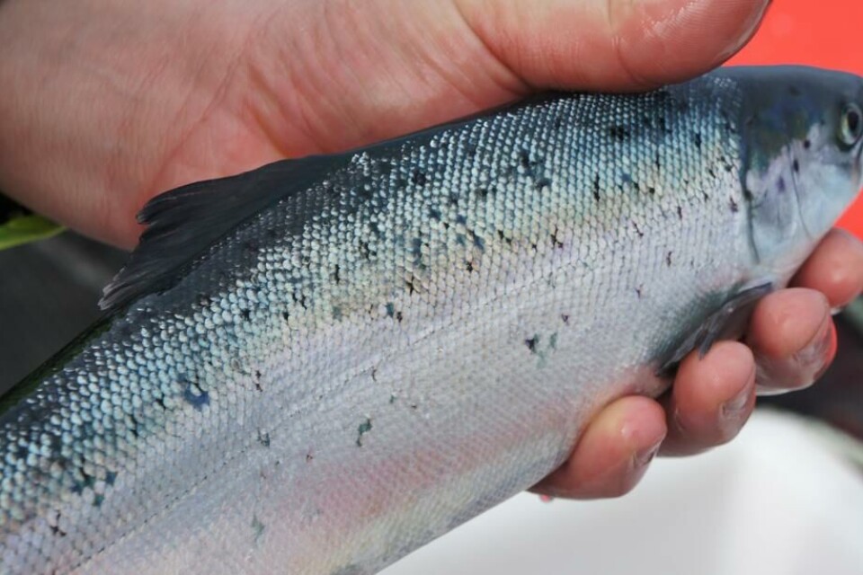 Skotlands lakseprodusenter høstet mer fisk i fjor enn tidligere år. Foto: SSPO