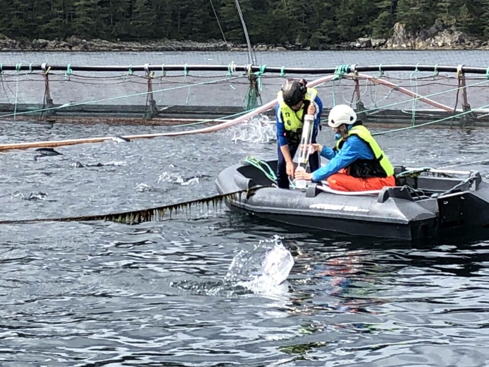Stipendiat Lisa-Victoria Bernhardt har testet ut en ny metode for påvisning av PD. Klikk for større bilde. Foto: Veterinærinstituttet