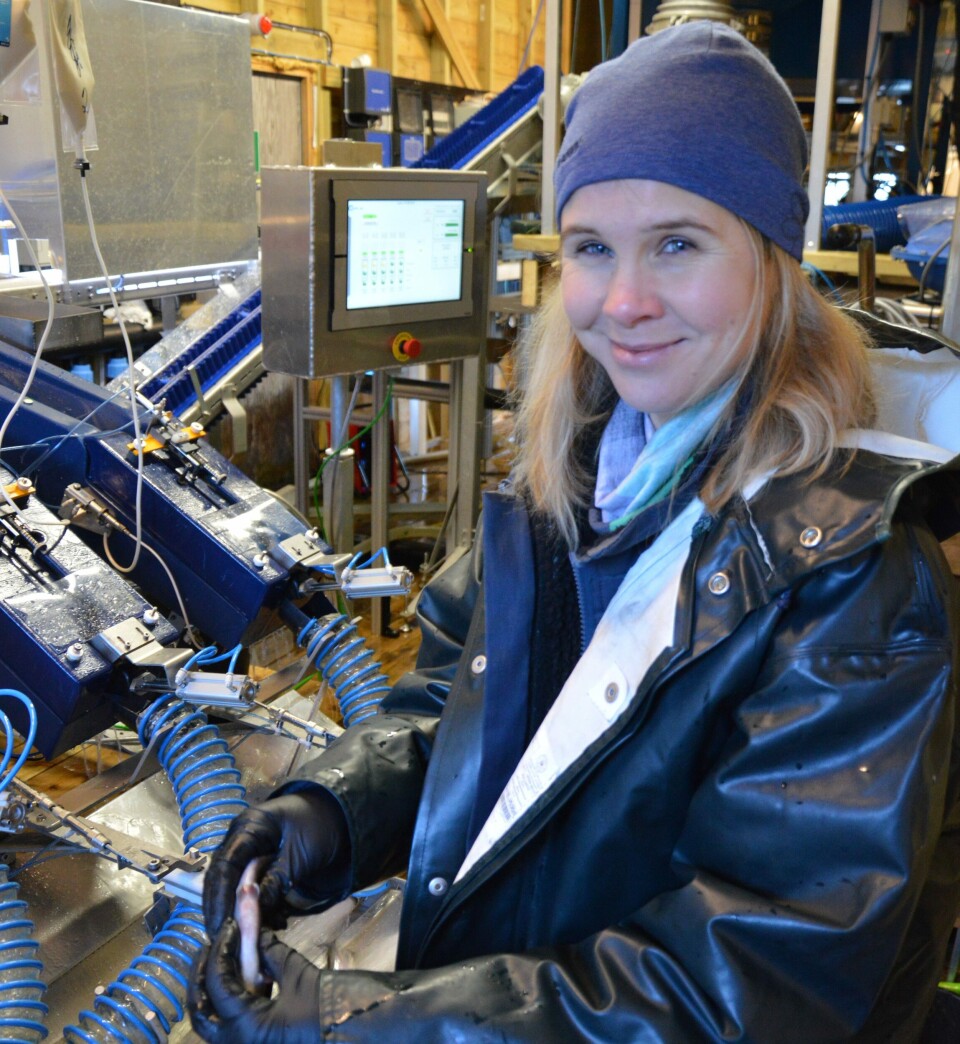 Hilde Lerøy tar master i havbruksbiologi, og er for øyeblikket innleid hos Austefjorden Smolt for å hjelpe til med blant annet vaksinering av ørret. Hun utfører innimellom kontroll for å sjekke at stikkpunktet er korrekt, og påpeker at stikkpunktet skal være en tommelfingerbredde fra bukfinnen. Klikk for større bilde. Foto: Anette Elde Thomsen/Kyst.no.