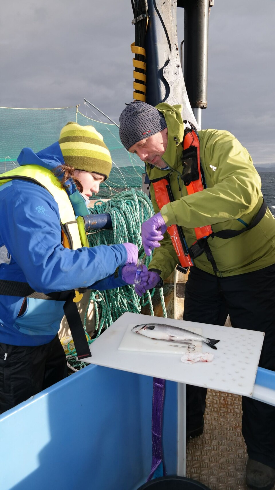 Forskerne har analysert gjellescoredata fra laboratorieforsøk ved Industrilaboratoriet (ILAB) fra laks med AGD, samt resultater fra gjellescoring av laks i tre oppdrettsanlegg høsten 2017. Foto: David A Strand, Veterinærinstituttet.