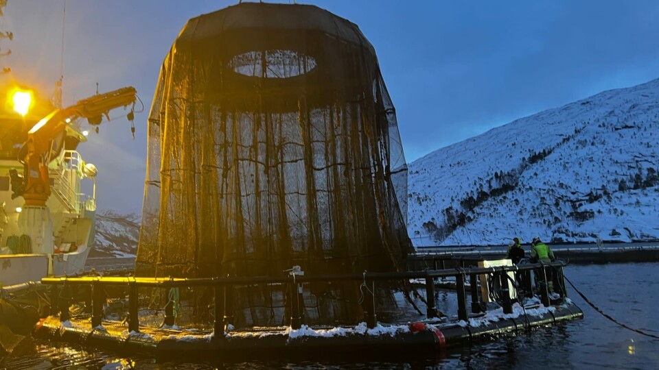 Klargjøring av iFarm-merde i forbindelse med utslakting. Foto: Cermaq