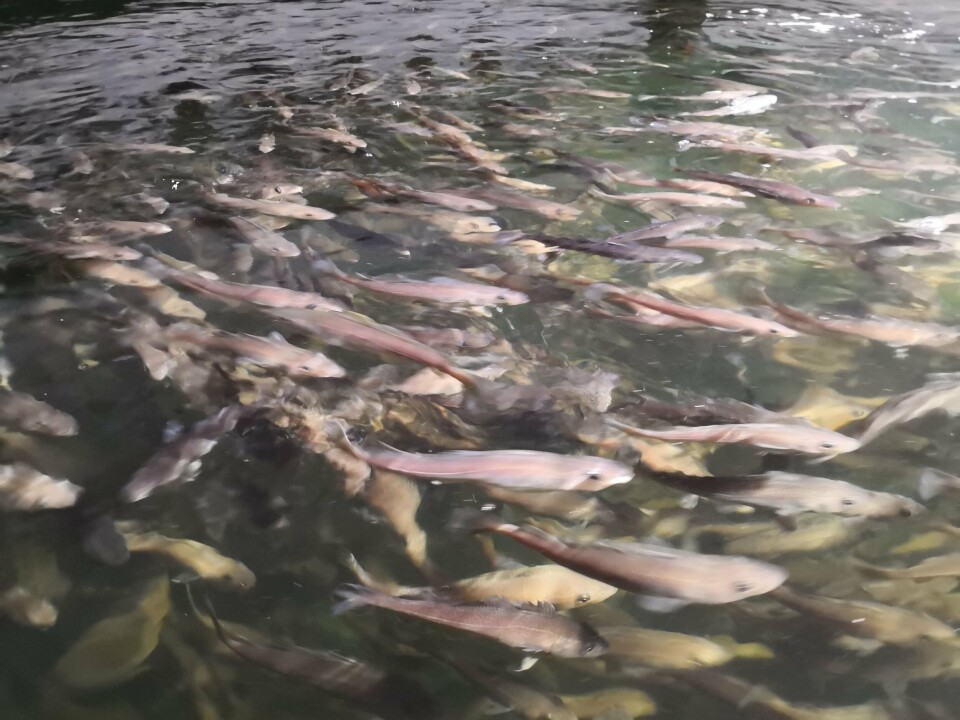 Ecomarin Seafarm har også produsert 50 000 yngel av torsk som skal leveres i sjø nå i mars 2019. Klikk for større bilde. Foto: EcoMarin Seafarm.
