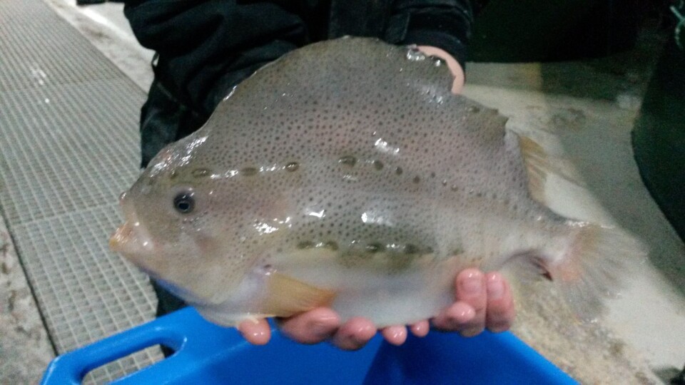 En rognkjeks som er stamfisk for rognkjeksproduksjonen hos EcoMarin Seafarm. Foto: EcoMarin Seafarm.