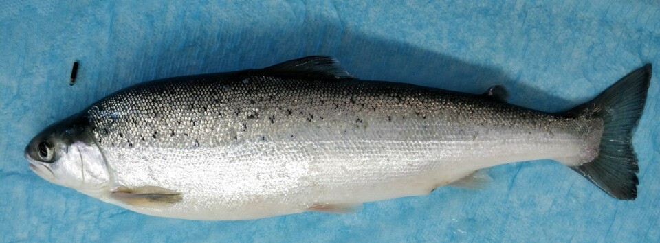 PIT-merket (som ligger på oppsiden av fisken her) opereres inn i fisken, og den får bedøvelse før merket settes inn. Merkene sender ut en unik kode når et magnetfelt settes opp, og gjør at forskerne kan kjenne igjen de forskjellige individene. Foto: Tina Oldham/HI PIT-merket (som ligger på oppsiden av fisken her) opereres inn i fisken, og den får bedøvelse før merket settes inn. Merkene sender ut en unik kode når et magnetfelt settes opp, og gjør at forskerne kan kjenne igjen de forskjellige individene. Foto: Tina Oldham/HI