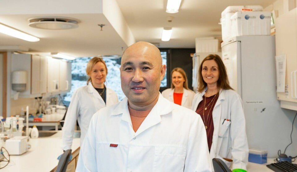Ved hjelp av blant annet bioinformatikk, har Takaya Saito, Kaja Skjærven, Eva Mikkeltveit og Ann-Catrin Adam studert DNA-et og genene til fisken (Marit Espe var ikke til stede på bildet), for å se hvordan mikronæringsstoffene i fôret påvirker genene. Foto: Christine Fagerbakke / Havforskningsinstituttet