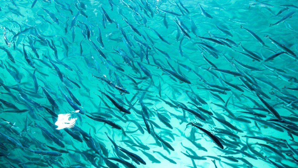Lørdag satte Salmon Evolution ut sin første smolt i tankene på Indre Harøy. Foto: Ane S. Skarvøy, Skarvøy Media.