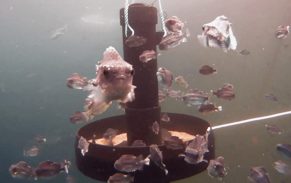 OK Marine vil gjøre fôring av rensefisk enklere for oppdrettere. Foto: OK Marine