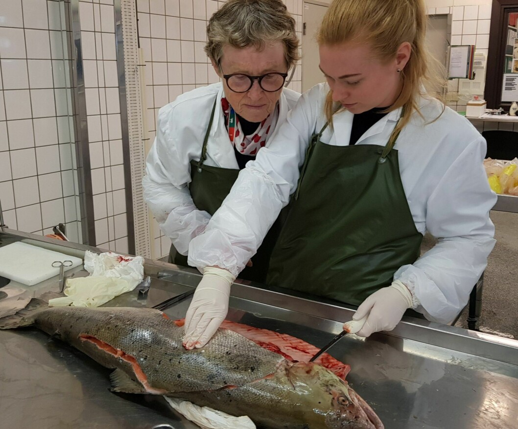 Fiskehelseansvarlig Brit Tørud og veterinær Karoline Overn Sveinsson ved Veterinærinstituttet, som obduserer død villaks, som ble fanget i Enningdalselva. Foto: Veterinærinstituttet