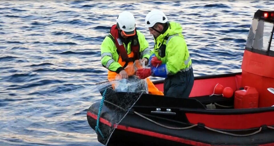Hos Lerøy Aurora er NOFI-gjenfangstsystem på plass. Illustrasjonsfoto: AllMarine.