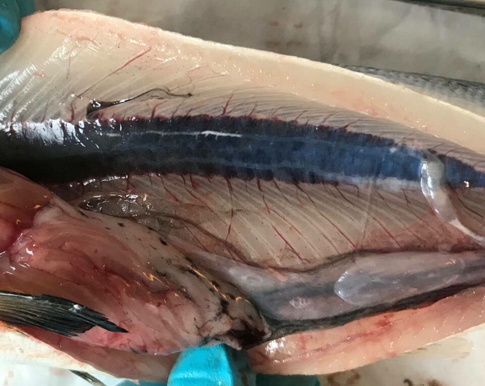 Nefrokalsinose har vært en kjent produksjonsrelatert sykdom, der kalsium- og magnesiumsalter utfelles i nyrene.  I hvilken grad nefrokalsinose gir forøket dødelighet er ikke kjent, men tilstanden byr likevel på velferdsutfordringer for laksen. Nå har man kartlagt forekomsten i Midt-Norge. Foto er hentet fra Aqua Kompetanse og NTNUs artikkel i Norsk Fiskeoppdrett.
