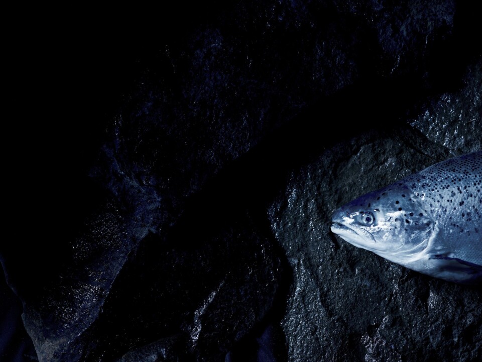 Hiddenfjord produserer laks på fem lokaliteter på Færøyene. Oppdretts-selskapet har produsert fisk i sjø i rekordfart, og kan vise til lave dødelighetstall. Illustrasjonsfoto av laks: Hiddenfjord.