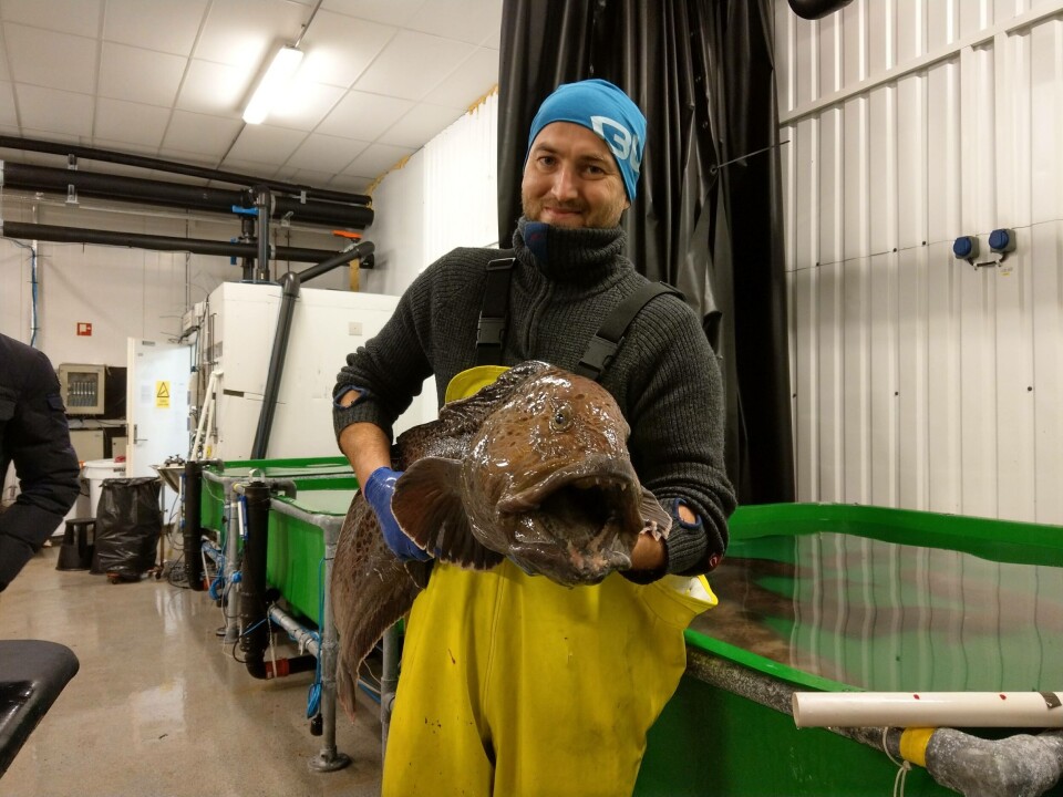 Willy Sandaa, daglig leder i Aminor sier de har investert mye de senere årene i steinbitproduksjonen, og vil øke den de neste årene. Klikk for større bilde. Foto: Aminor.