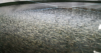 Har produsert flere titalls tusen settefisk av torsk