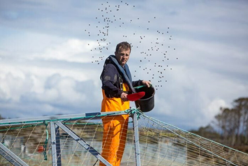 Fisken klarer ikkje like godt å ta opp vitamin og mineral frå eit fôr som er laga av planter, som frå eit fôr som er laga av fiskemjøl og fiskeolje. Difor gir ein no råd om å tilsetje meir vitamin og mineral i fôret. Foto: Eivind Senneset/NIFES