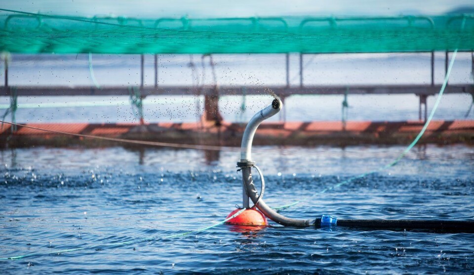 Havforskningsinstituttet har analysert laksefôr og fôringrediensar. Foto: Havforskningsinstituttet.