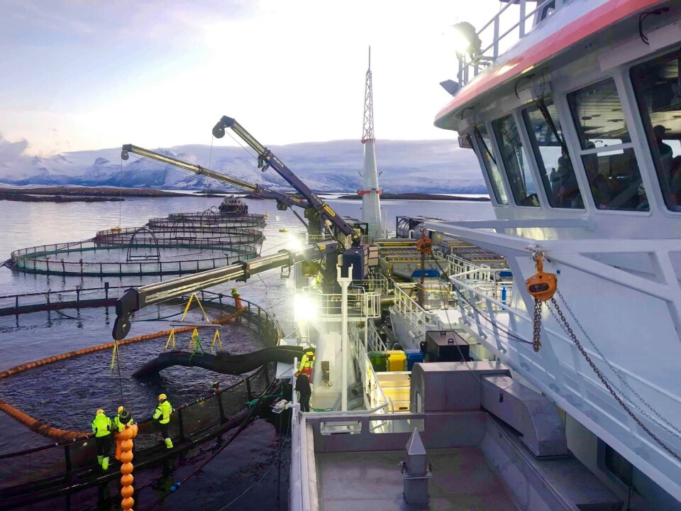 «Aqua Tromøy» hadde sitt første oppdrag der fartøyet lastet slaktefisk på Lovundlaks sitt anlegg, og samtidig sorterte ut rensefisken oppdrettsselskapet har hatt i merdene. Foto: Lovundlaks.
