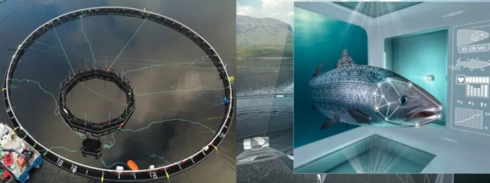 iFarm-prosjektet som skal utvikle individbasert havbruk er planlagt å gå over fem år. Nå er det satt ut fisk for første gang i iFarm.