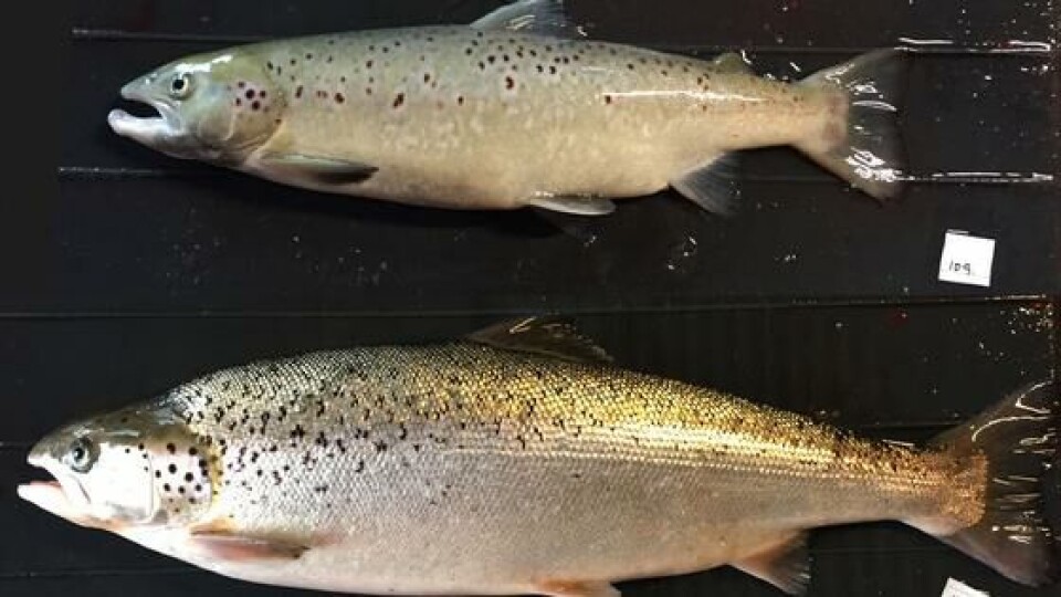 Øverst: Vanlig kjønnsmoden hannlaks med typiske kjennetegn som endret farge og krokformet underkjeve. Nederst: Hannlaks uten kjønnsceller, som ser ut som en umoden laks. Foto: Havforskningsinstituttet.