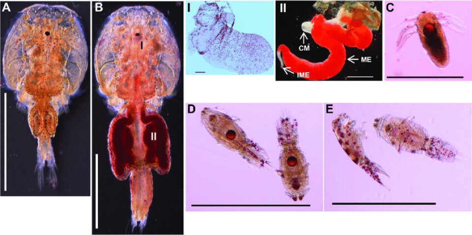 Illustrasjon som viser fett i lakselus. Hentet fra Muhammad Tanveer Khan et al. 2018: «Molecular characterization of the lipophorin receptor in the crustacean ectoparasite Lepeophtheirus salmonis». Figurtekst: Farging av fett i lakselus med fargestoffet «Oil Red O». Kjønnsmoden hann (A) og kjønnsmoden hunn (B). Lagring av fett ble sett hovedsakelig i modne egg (II) men også i ovariene(I) til kjønnsmodne hunnlus. Fett deponert fra hunnlus ble funnet som dråper i plommesekken til nyklekkete nauplii (C). En reduksjon i fettreserver ble ikke sett i kopepoditter 7 dager etter klekking (D) sammenlignet med nyklekkete nauplii, og ingen fettdråper ble funnet i kopepodids 10 dager etter klekking (E). Skala-linjer: A, B, BII, C-E = 1 mm, BI = 200 μm. Forkortelser: CM, cement gland (festesekret-kjertel); ME, mature eggs (modne egg); IME, immature eggs (umodne egg).