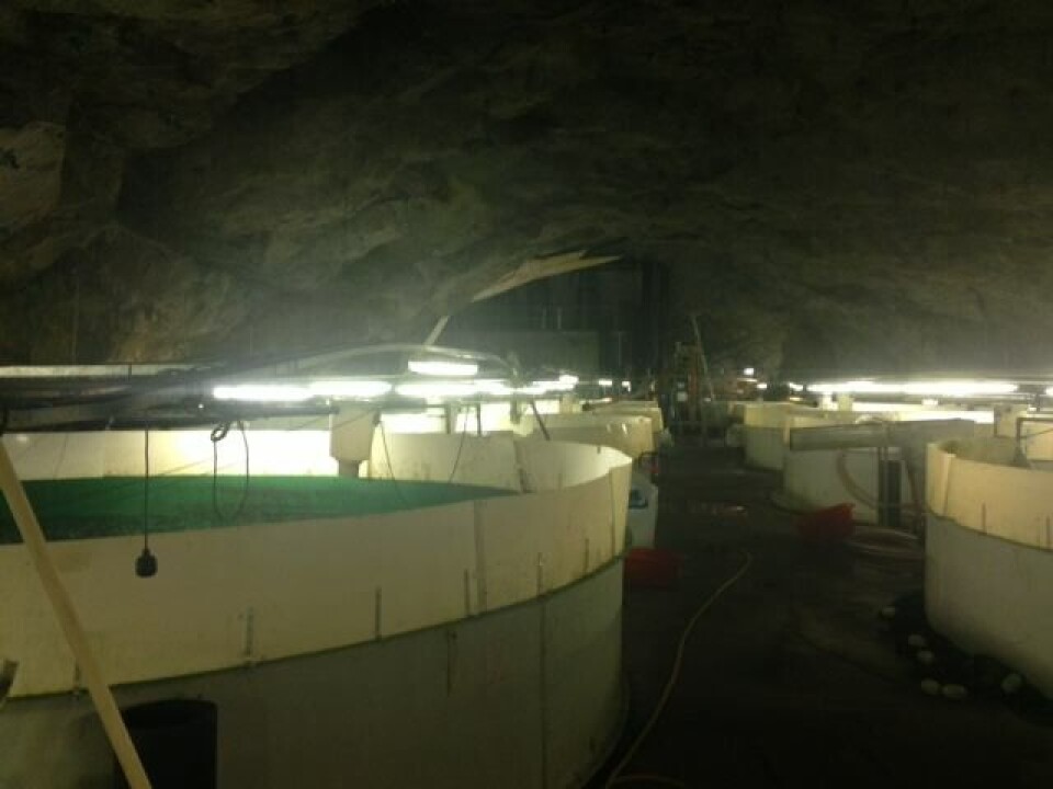 Inne i fjellet i Tyssedal produserer Hardanger Fjellfisk 90 tonn fjellørret i året. Foto: Helge Patterson.