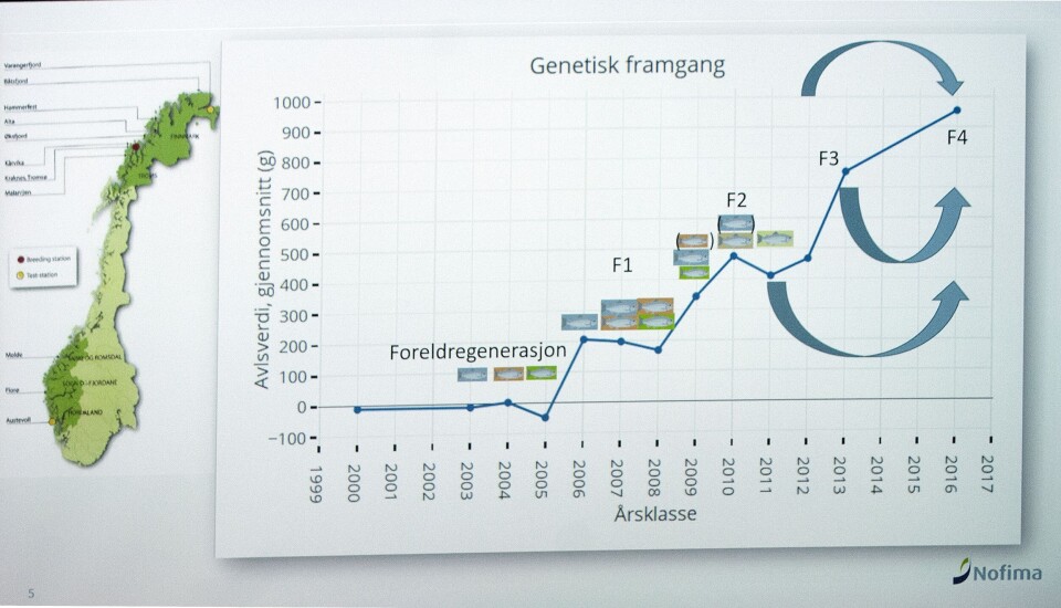 Bildet viser til venstre hvor torsken til avlsprogrammet er hentet fra . Kurven til venstre viser avlsfremgangen fra foreldregenerasjonen ble satt inn i på begynnelsen av 2000-tallet til 2016 da fjerde generasjon ble slaktet. Nå holder programmet på med femtegenerasjon. Kilde: Anne Kettunen på Sats marint. Klikk for større.