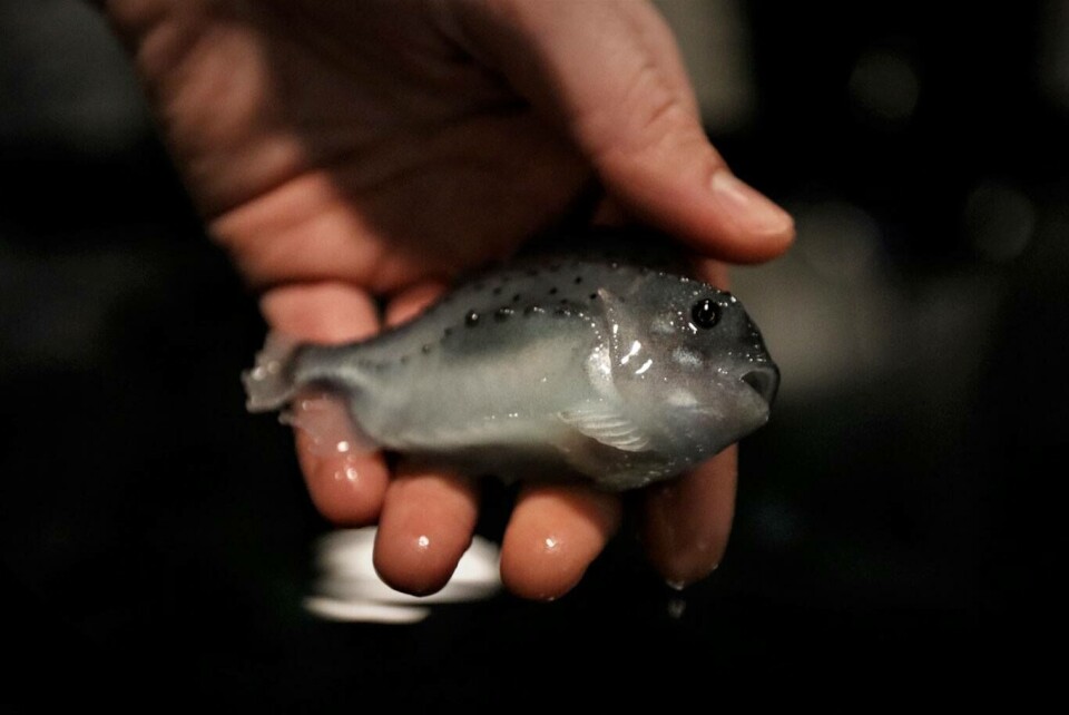 Namdal Rensefisk har nylig startet opp verdens første avlsstasjon for rognkjeks, og skal denne måneden for alvor starte med å bygge opp fremtidige stamfiskgenerasjoner. Foto: Namdal Rensefisk.