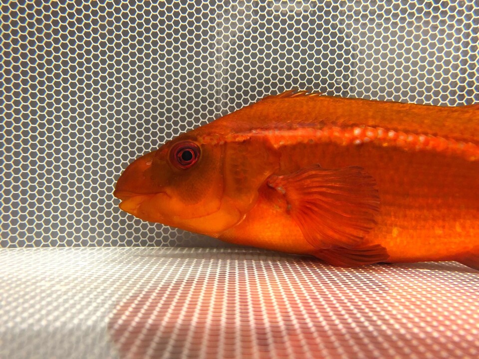 Berggylt på laboratoriet. Foto: Jeffrey William Yuen/Havforskingsinstituttet.
