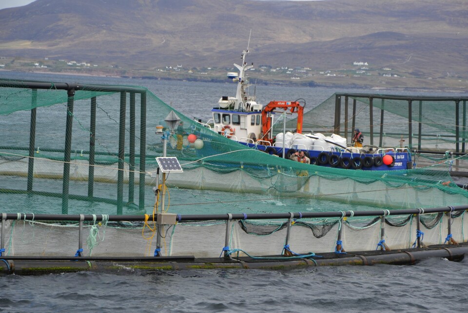 Lokaliteten til Marine Harvest Irland ved Clare Island er så eksponert at det ikke kan være fôrflåte der. Fisken fôres derfor fra båter. Foto:  Linn Therese Skår Hosteland.