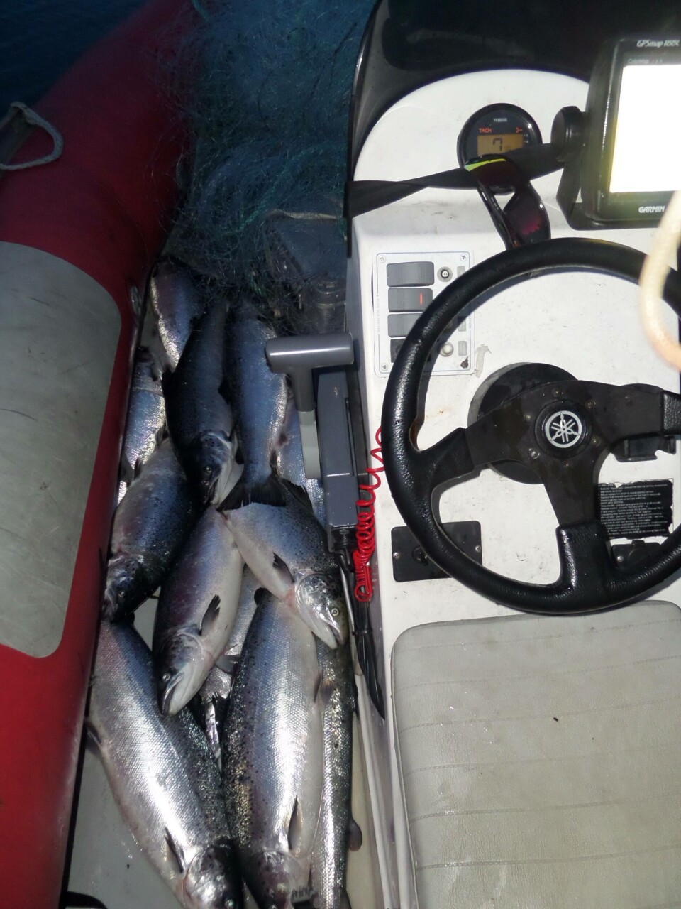 Oppdrettsfisk og garn som vart inndrege i Kvam. Foto: Statens naturoppsyn.