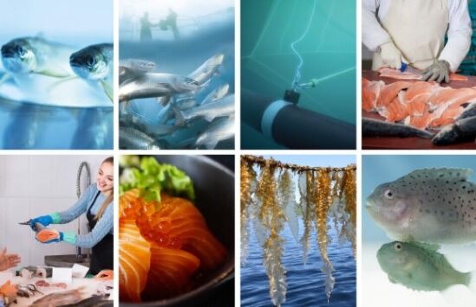 Havbruk2020 er nå i gang, for første gang sendes hele konferansen kun digitalt. Foto: Cermaq, Marine Harvest, Aqualine, Shutterstock, Sintef, Lars Olav Sparboe.