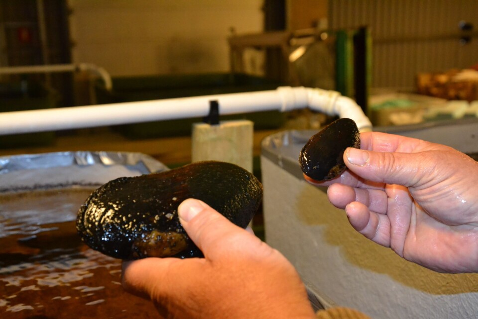 Professor Per Jakobsen viser frem forskjellen mellom to muslinger som har laks (venstre) og ørret (høyre) som vert. Foto: Magnus Petersen.