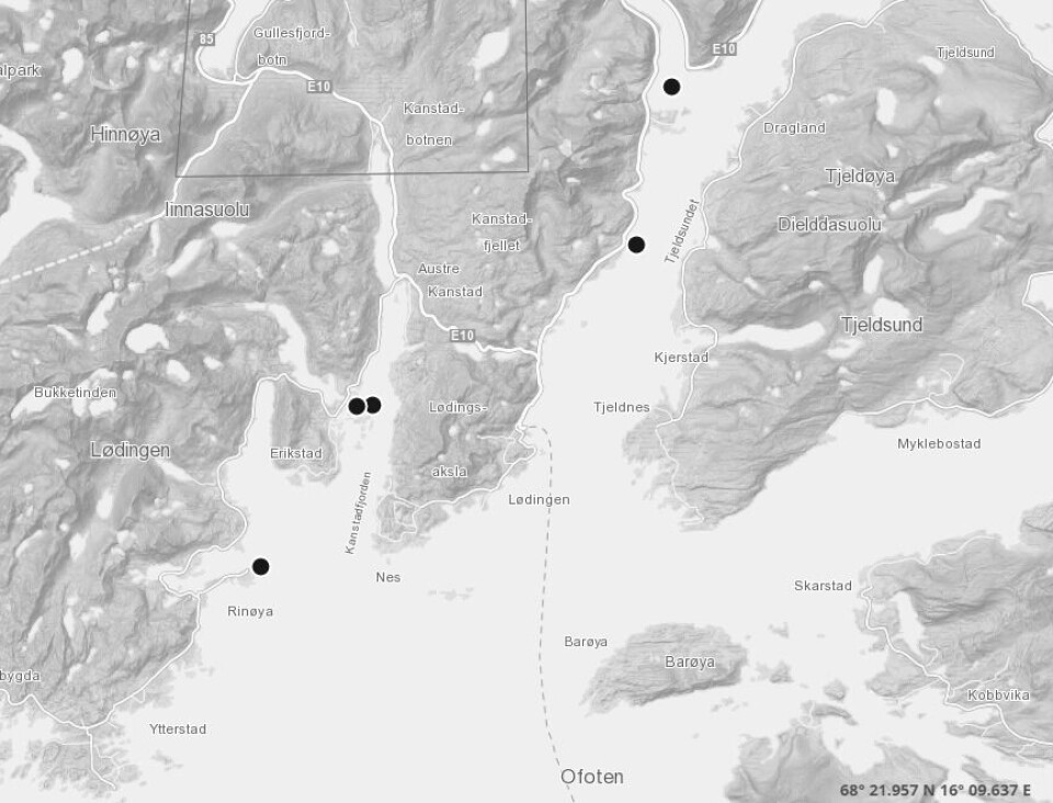 Mortenlaks drifter sine konsesjoner i Lødingen kommune. Kart: Barentswatch.no Mortenlaks drifter sine konsesjoner i Lødingen kommune. Kart: Barentswatch.no