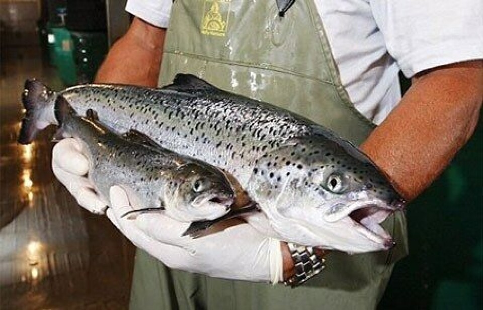 Foto: Aqua Bounty.