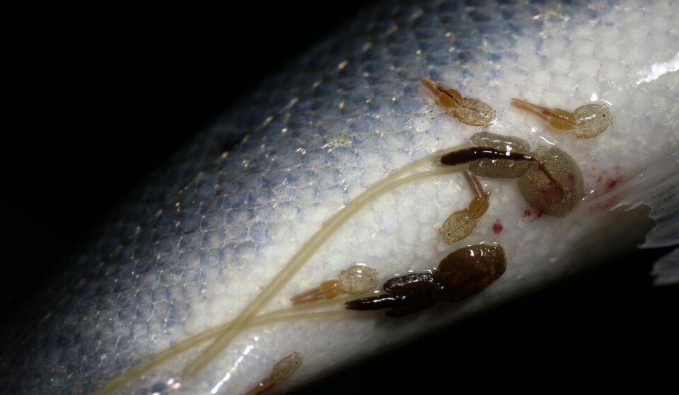 Voksne hunnlus med eggstrenger, skottelus , Foto: Rune Nilsen, Havforskningsinstituttet.