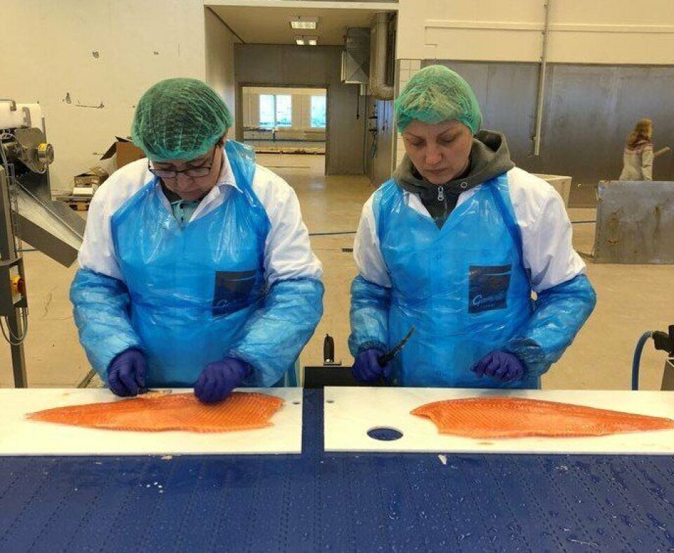 Ansatte under opplæring før produksjonsstart på fabrikken i Mehamn. foto: Norwegian Fish Company.