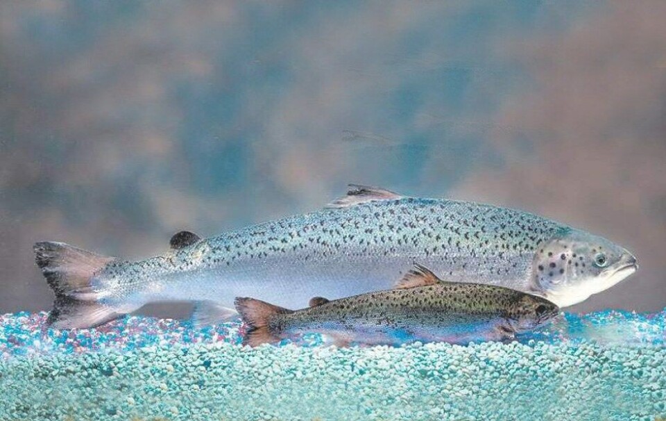 AquaBounty har solgt mer GMO-laks til Canada. Foto: AquaBounty.