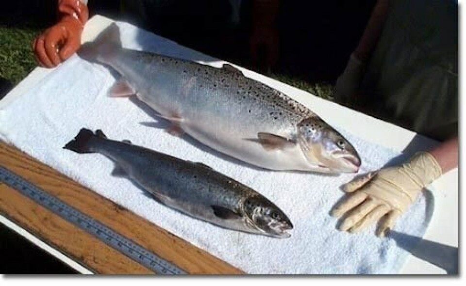 AquaBountys laks når markedsstørrelsen på halve tiden, noe som gjør produksjonen på land mer levedyktig. Foto: AquaBounty.