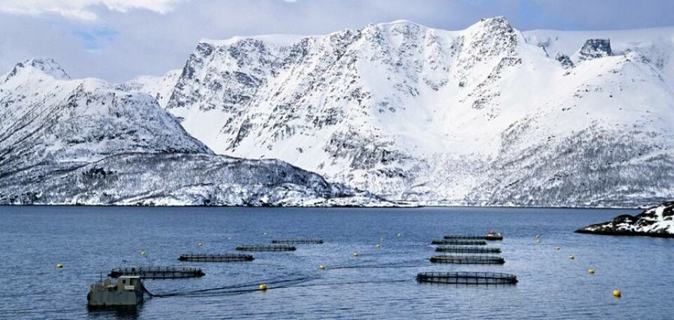 Gjennom sine datterselskaper kontrollerer Austevoll Seafood 130 laksetillatelser. Foto: Austevoll Seafood.
