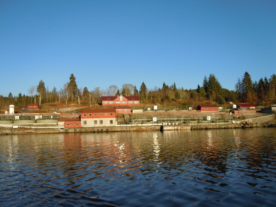 Nesfossen Smolt fikk nedgang i både omsetning og driftsresultat. Foto: Nesfossen Smolt.