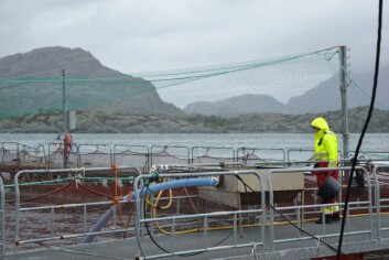 Økte kostnader har ført til at Sulefisk har måttet avslutte FoU-prosjekter. Foto: Linn Therese S Hosteland