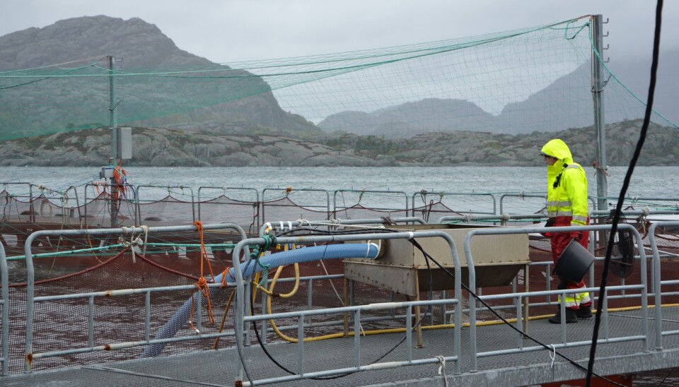 Sulefisk fikk en god produksjon i fjoråret, og satt igjen med et overskudd på 75 millioner kroner.