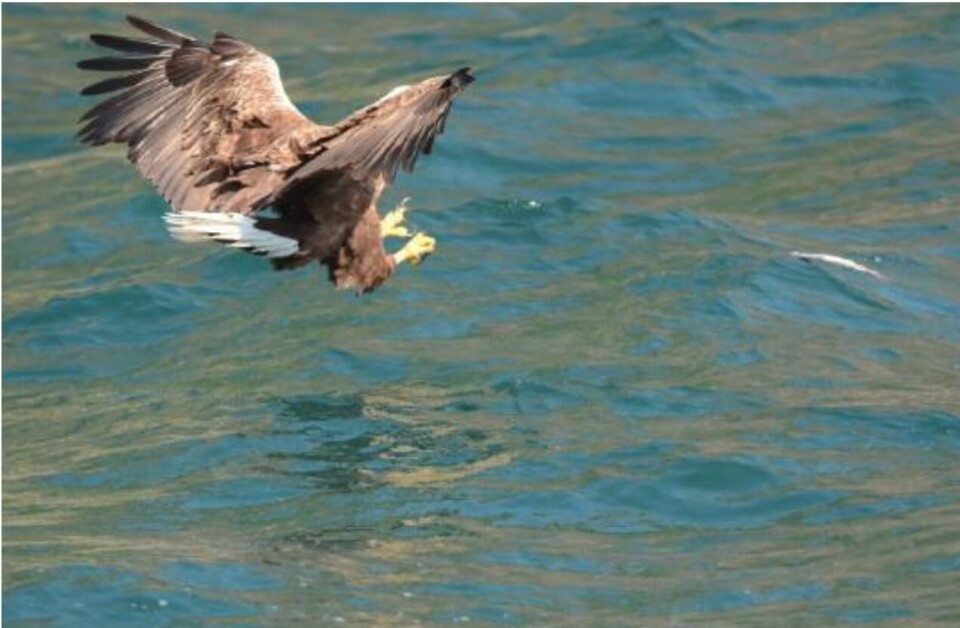 Voksen havørn i ferd med å ta en fisk på sjøen 10 meter fra anlegget til Sulefisk. Foto: Uni Research Miljø. Voksen havørn i ferd med å ta en fisk på sjøen 10 meter fra anlegget til Sulefisk. Foto: Uni Research Miljø.