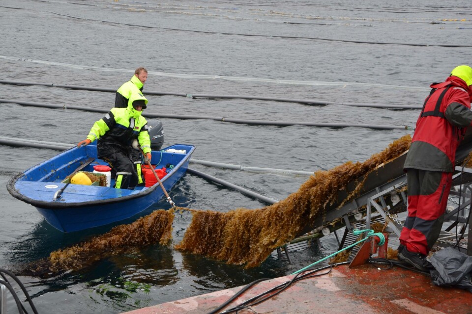 Høsting av tare hos Sulefisk. Foto: Linn Therese Skår Hosteland.