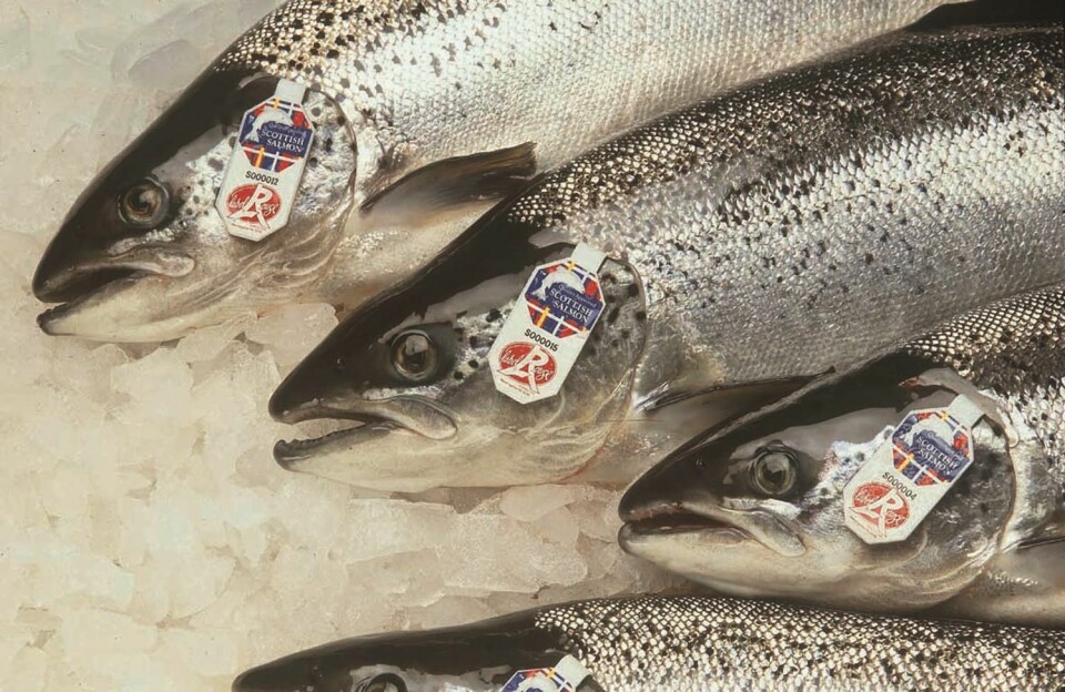 Label Rouge, laks, død fisk, frys, is, eksport, skotsk laks.