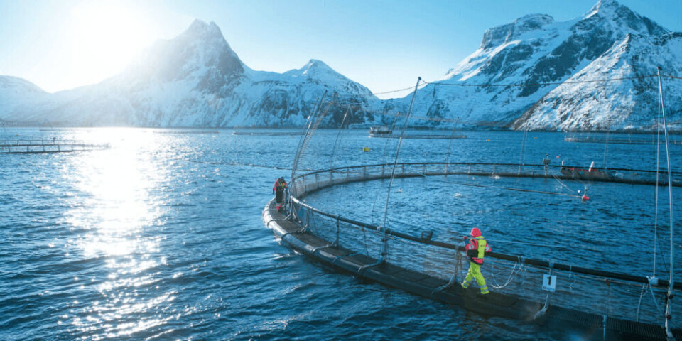 Laksenæringen fortsetter arbeidet med å optimalisere tiltakene mot lakselus, i tråd med næringens langsiktige mål om å holde vedvarende lave lusenivåer med færrest mulig behandlinger. Foto: Sjømat Norge. Laksenæringen fortsetter arbeidet med å optimalisere tiltakene mot lakselus, i tråd med næringens langsiktige mål om å holde vedvarende lave lusenivåer med færrest mulig behandlinger. Foto: Sjømat Norge.