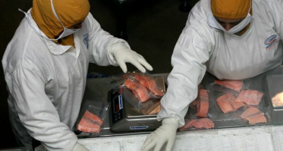 Slakting og foredling bør gjøres for direkte transport ut på kontinentet, mener Jørn Eldby. Illustrasjonsfoto: Salmon Expert.