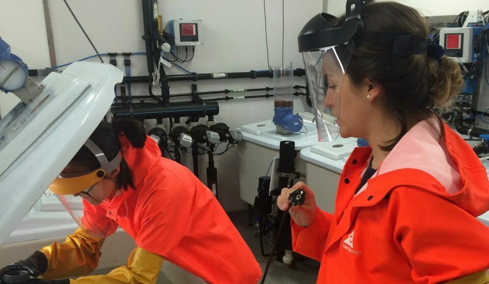 Francisca Samsing og Kathy Overton utsetter laks for avlusing i nedkjølt sjøvann med hydrogenperoksid i forsøksfasilitetene ved Matre Havbruksstasjon. Foto: Havforskningsinstituttet.