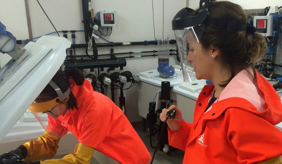 Francisca Samsing og Kathy Overton utsetter laks for avlusing i nedkjølt sjøvann med hydrogenperoksid i forsøksfasilitetene ved Matre Havbruksstasjon. Foto: Havforskningsinstituttet. Francisca Samsing og Kathy Overton utsetter laks for avlusing i nedkjølt sjøvann med hydrogenperoksid i forsøksfasilitetene ved Matre Havbruksstasjon. Foto: Havforskningsinstituttet.