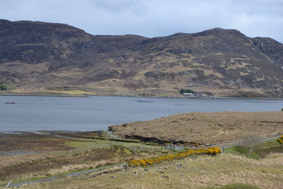 I Irland har skjelloppdrett hatt en solid fremvekst de siste årene. Nå kan dette også skje innen laksenæringen (klikk for større). Foto: Linn Therese Skår Hosteland.